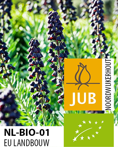 Fritillaria persica.jpg